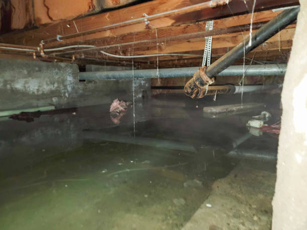 Best Flood damage cleanup  in Alpine, TX